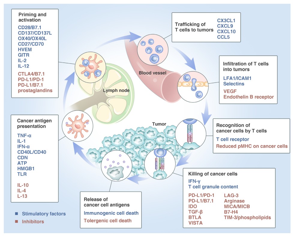Immunotherapy in non-small cell lung cancer: rationale, recent advances and future perspectives