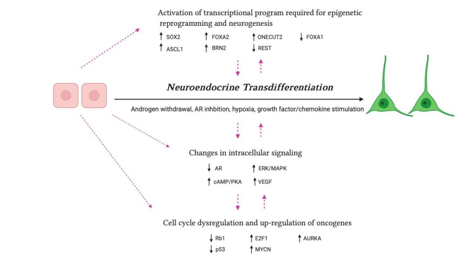 Major reported mechanisms of neuroendocrine differentiation